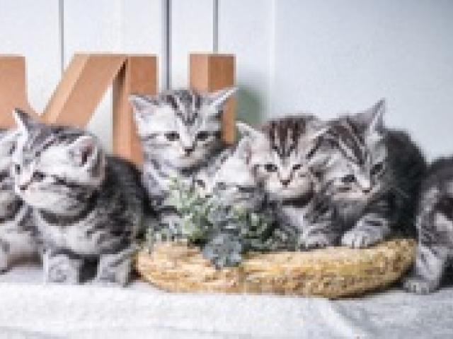 8 BKH-Kitten im Whiskas-Look (Black-Silver-Classic-Tabby) abzugeben - 1