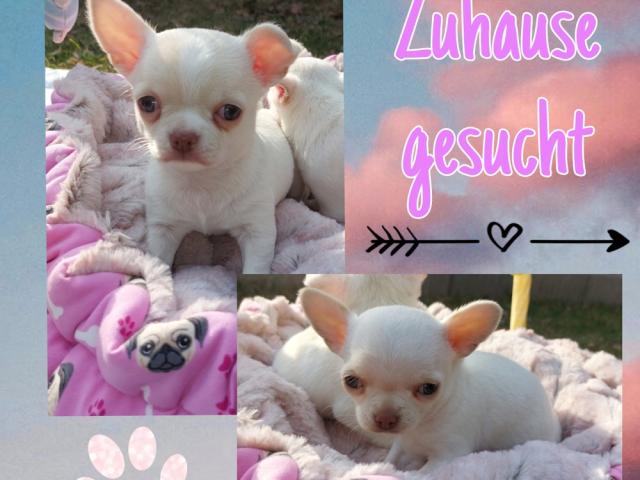 Wunderschöne , reinrassige Chihuahua Welpen Creme Hündinen Kurzhaar - 1