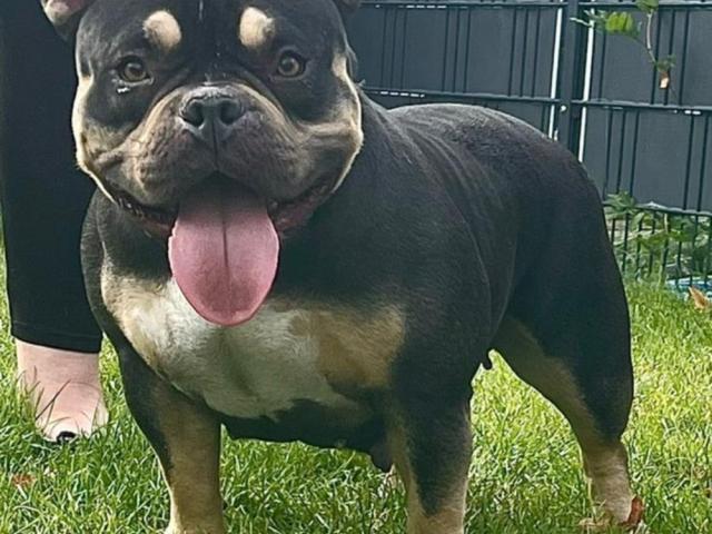 American Bully Pocket Hündin sucht neues zuhause! - 1