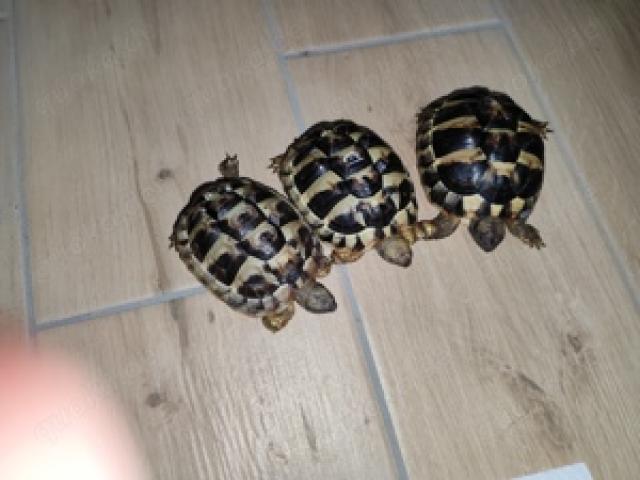 3 Griechische Landschildkröten - 1