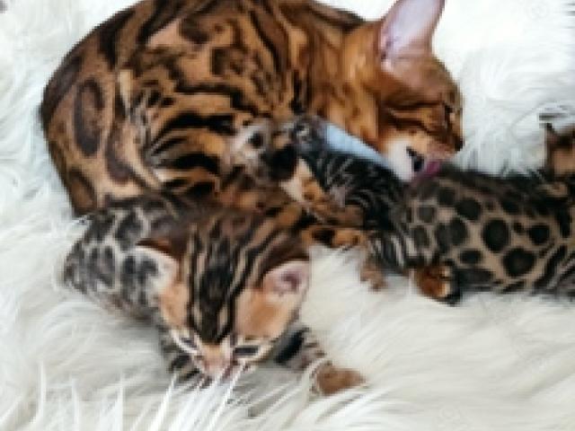 Wunderschöne Bengal Kitten mit Stammbaum. - 1