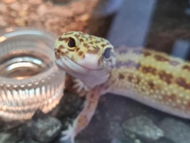 Leopardgecko Morph unbekannt Weibchen - 1