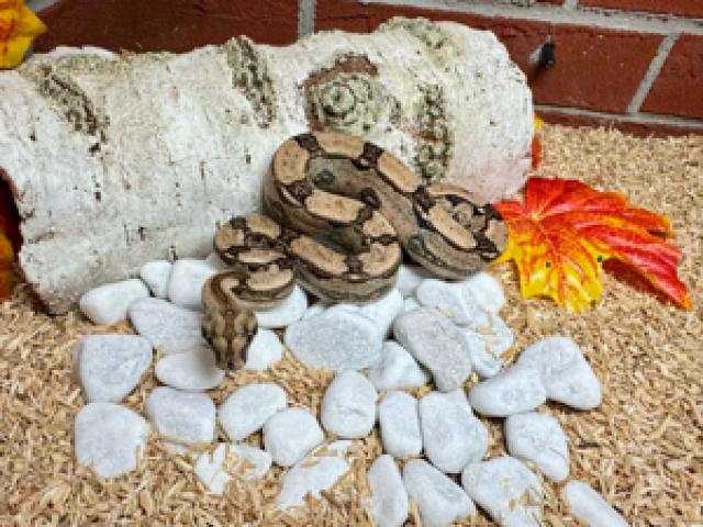 Boa Constrictor Imperator Arabesque het. Albino Sharp - 1