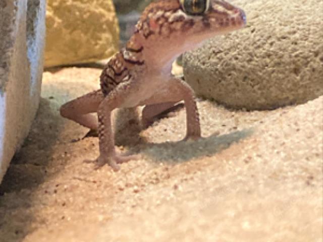 Großkopfgecko Jungtiere (Paroedura picta) - 1