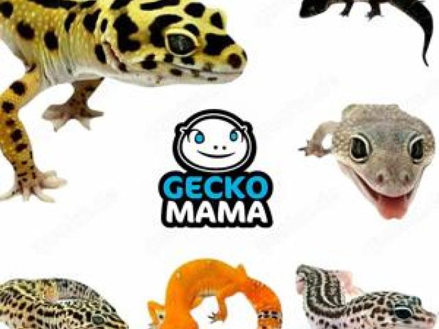 Schöne Leopardgecko Nachzuchten 2025 demnächt abzugeben - 1