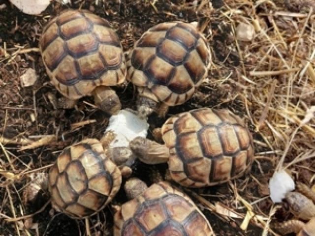 Europäische Schildkröte thb tm breitrand - 1