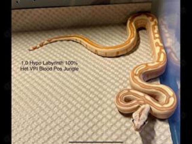 1,0 Hypo Labyrinth 100% Het VPI Blood Pos Jungle Boa constrictor - 1