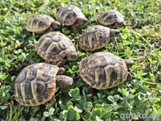 griechische Landschildkröten THB Babys NZ 24 - 1