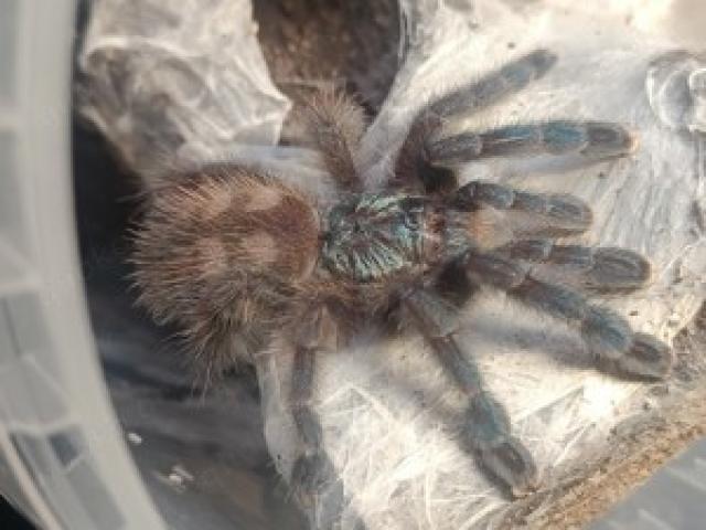 Vogelspinne Caribena versicolor weiblich 4cm KL - 1