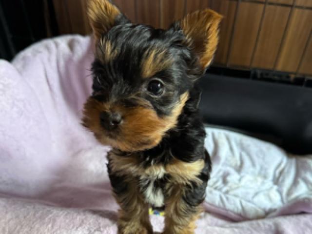 Zwerg Yorkshire Terrier Welpen - 1