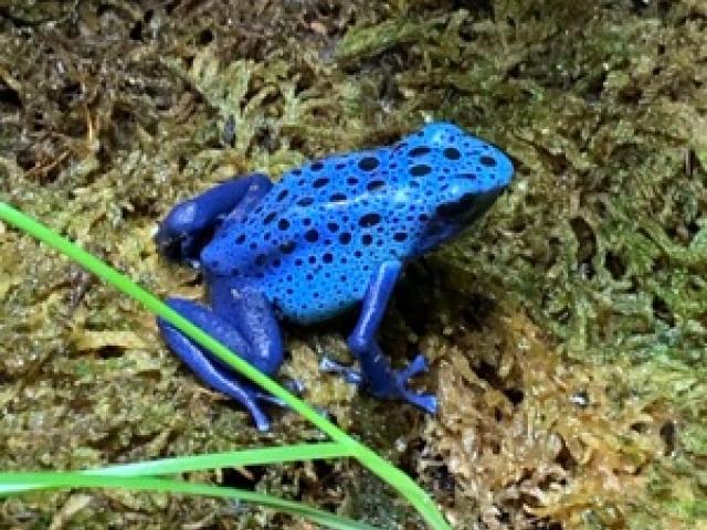 Dendrobates azureus - 1