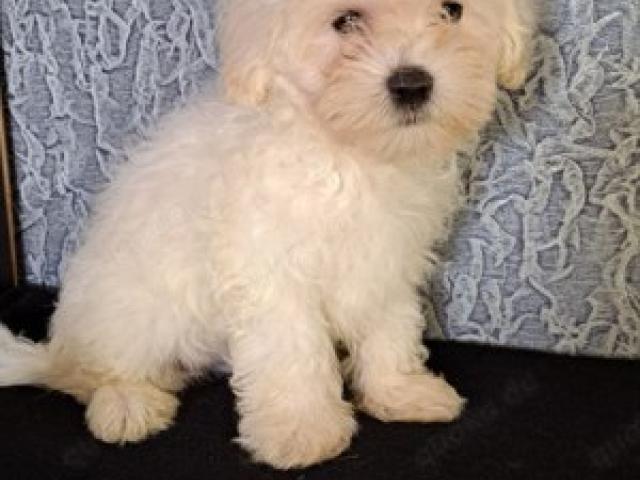 Zwei süße Maltipoo-Welpen (F1) - 1