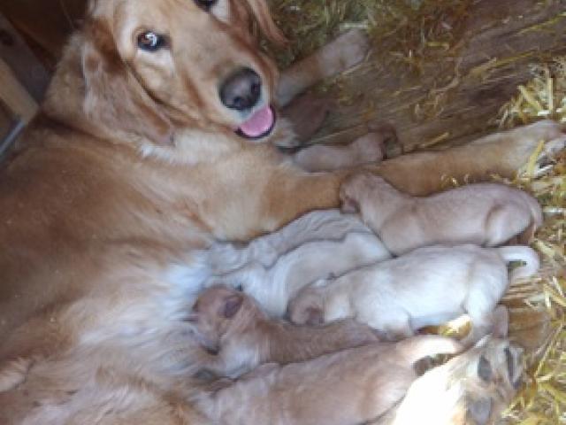 Golden Retriever Labrador Welpen - 1