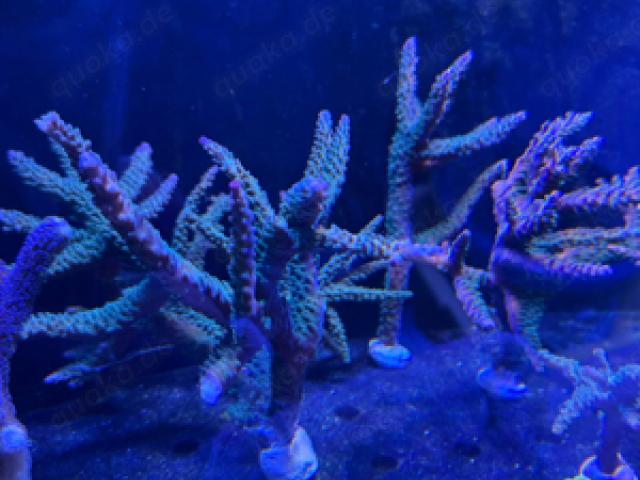 Acropora Tortuosa - 1