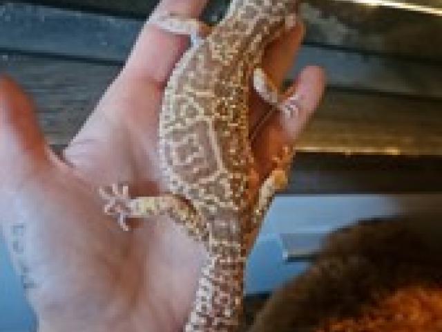 3 Leopardgeckos, Super Giant - 1