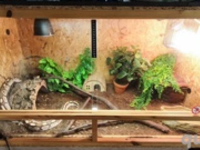 Terrarium mit 2 1.0 Königspython und Zubehör, voll automatisch - 1