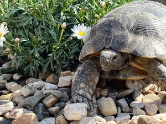 Breitrandschildkröte 1.1 Zuchtpaar Landschildkröten Schildkröte - 1