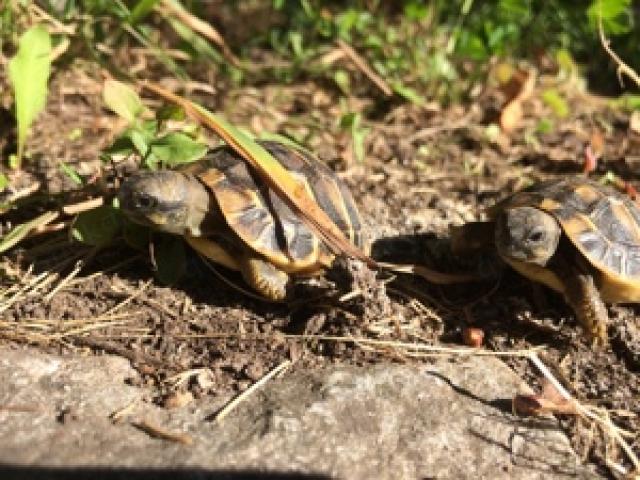 Griechische Landschildkröten NZ 2023 - 1