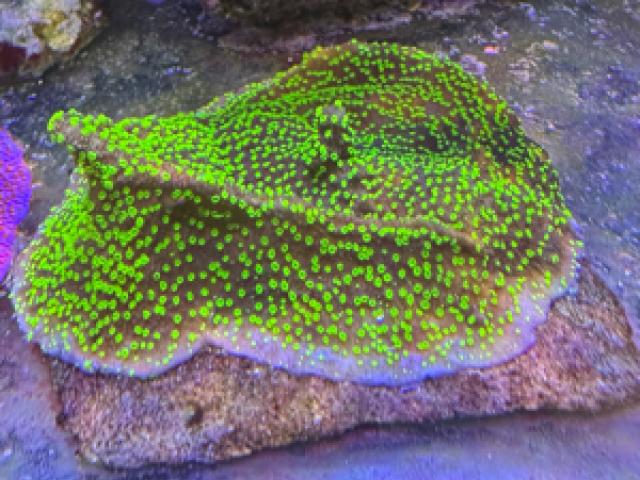 Montipora Hoffmeisteri - 1