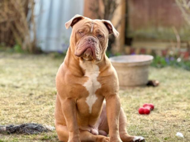 Exotischer Old English Bulldog Deckrüde mit Majestätischem Charme - 1