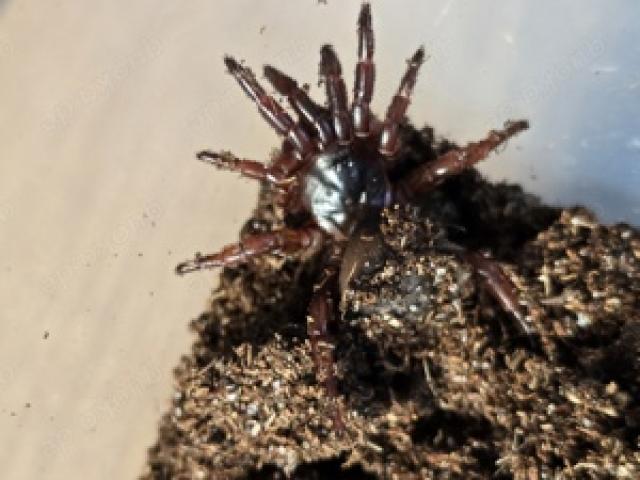 Spinne Cyclocosmia latusicosta 0.1 - 1