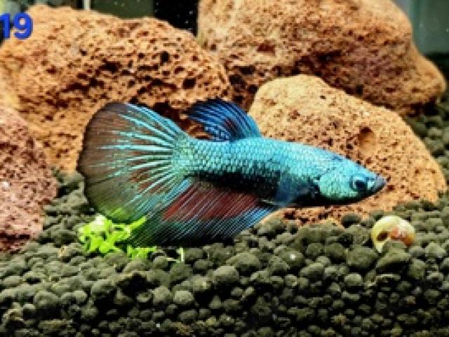 Kampffisch Männchen Betta splendens - 1