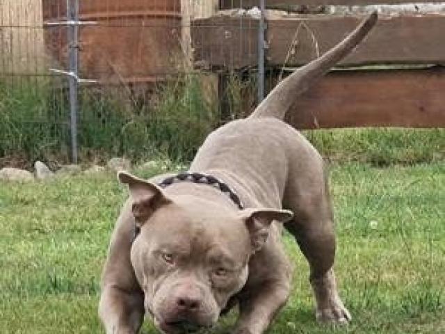 American Bully Standard - 1