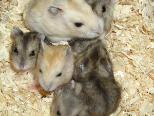 Dsungarische Zwerghamster in mandarin-rot und natur, Hamster männlich+weiblich - 1