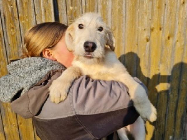 Irish Wolfhound   Irischer Wolfshund Mix - 1