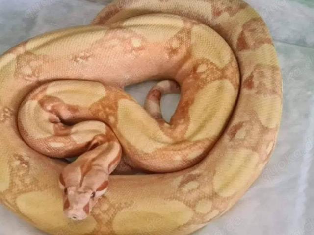 Boa Constrictor Imperator Sunglow het Blood - 1