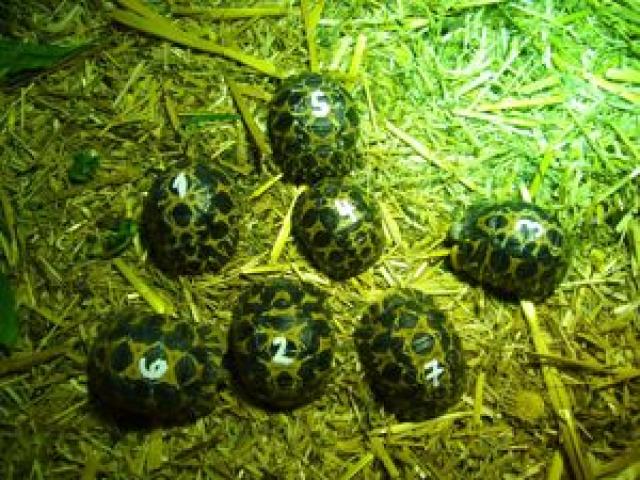 Astrochelys radiata eigene Nachzuchten 2023 hoher Gelbanteil highyellow Strahlen Land Schildkröte - 1