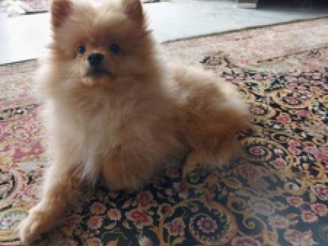 pomeranian - 1