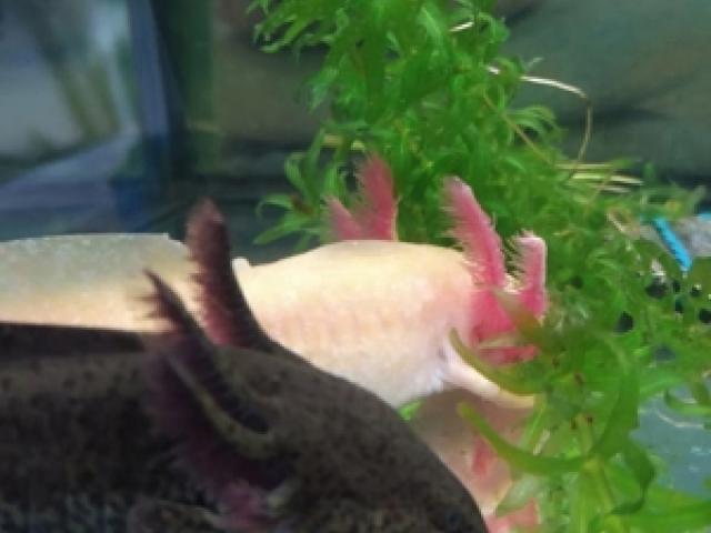 Axolotl Bd. frei .. viele Farben - 1